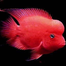 Cichlasoma specie   Purple papegaai 6-8